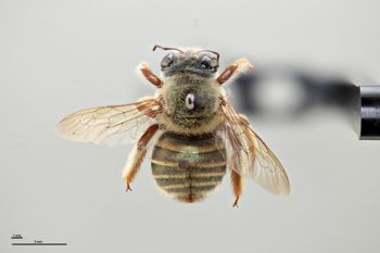 Media type: image;   Entomology 16249 Aspect: habitus dorsal view